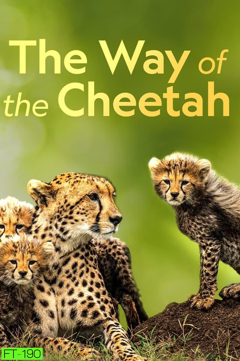 Big Cat Week - The Way of the Cheetah (2022)
