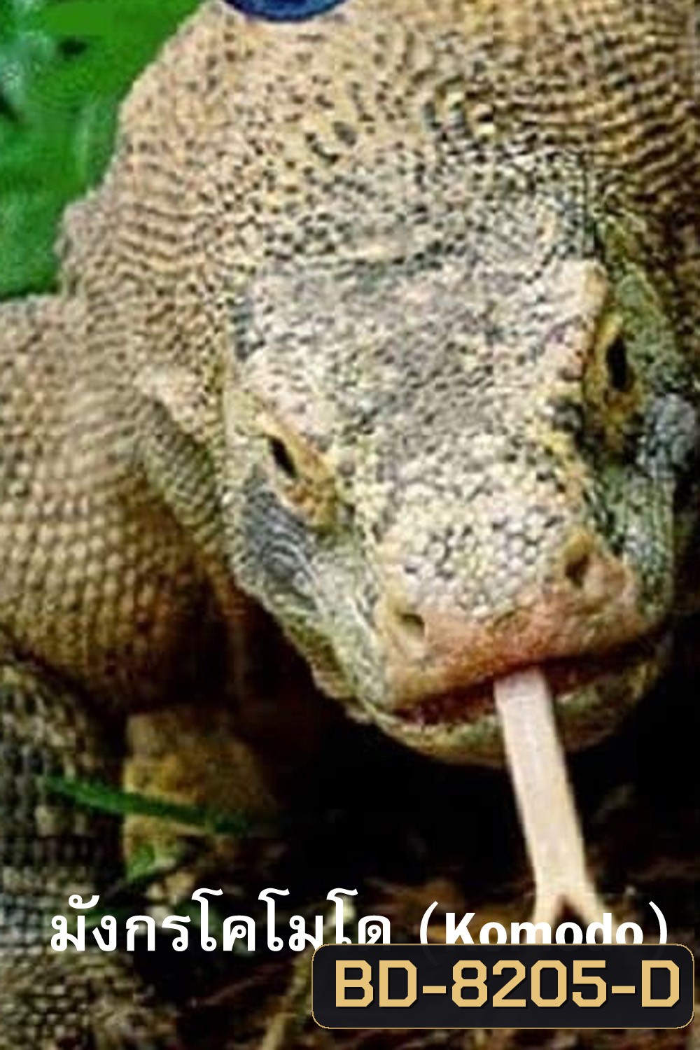 Komodo Dragons (2007) มังกรโกโมโด