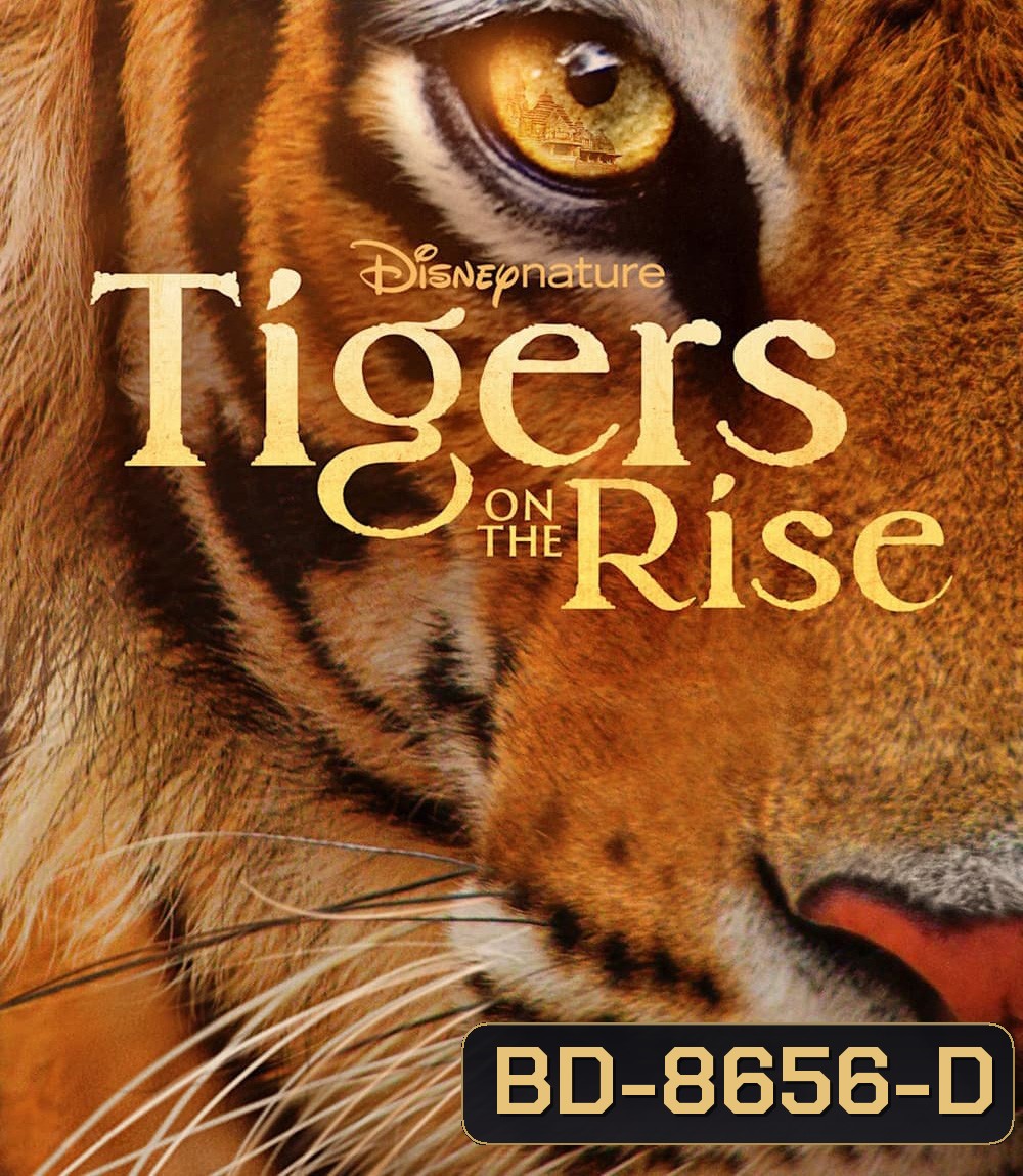 Tigers on the Rise {2024}